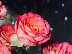 -循礼门鲜花花市(武汉循礼门店)