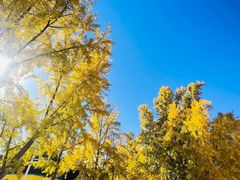 -三里屯东五街银杏大道