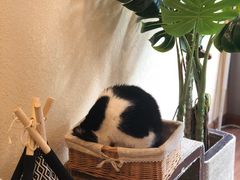 -猫友咖啡店(玉林西路店)