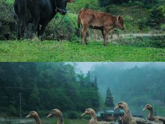 -梧桐山风景名胜区