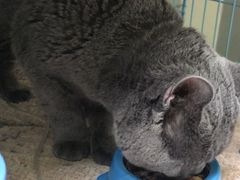 -瑞鹏宠物医院·骨科·猫科·内科(第一中心)