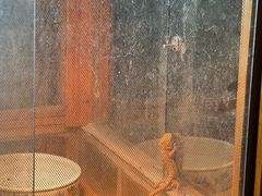 -上海大自然野生昆虫馆(东方明珠·爬宠昆虫探索中心)