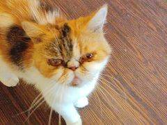 -猫岛主趣味餐厅(鼓浪屿店)