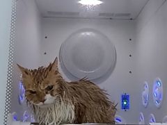 -爱洗澡的猫(天河路店)