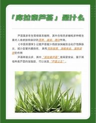 点击看大图 -玛莲朵·海菲秀冰珀科