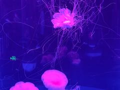 -左海海底世界