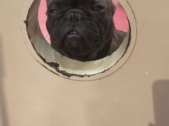 -和它·交个朋友·狗咖猫咖(爱琴海店)
