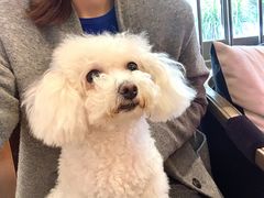 -more than meow吴止猫主题餐厅(承德 中船汇店)