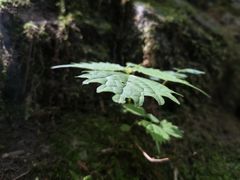 -牛背梁国家森林公园