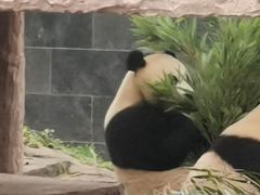 -中国大熊猫保护研究中心雅安碧峰峡基地