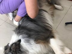 -瑞派康怡24h宠物医院·犬猫医疗中心·微创绝育(瑞景分院)