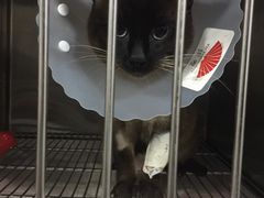 -北京赛佳动物医院