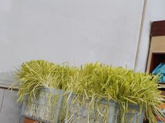 -尤素福东举院饺子馆