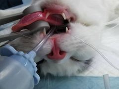 -关爱宠物医院·猫科中心·消化科(滨湖万达分院)