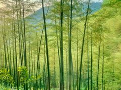 -莫干山风景区