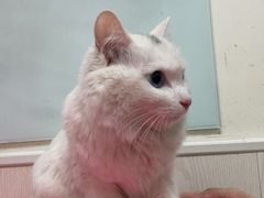 -凯特喵百思猫专科医院