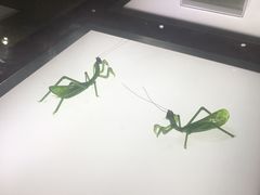 -上海昆虫博物馆