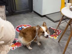 -帕帕拉兹宠物(亚洲旗舰店)