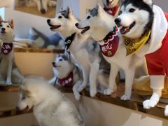 -Husky Go! 哈士奇体验馆·宠物咖啡厅狗咖