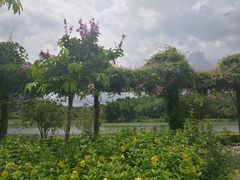 -广西壮族自治区药用植物园