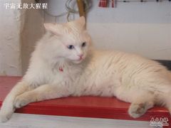 -Babycat私家御饼屋(龙头路一店)