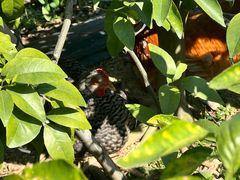 -尚果生态采摘园