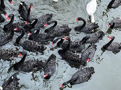 -长白岛森林公园