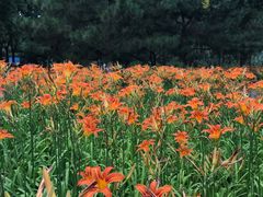 -大兴滨河森林公园