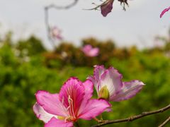 -番禺大夫山森林公园
