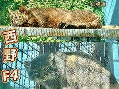 -青藏高原野生动物园