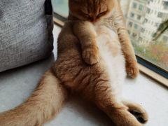 -lincat·猫舍(广州店)