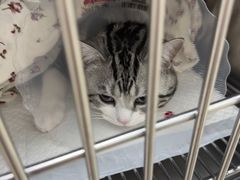 -宠福鑫康馨动物医院·骨科·眼科