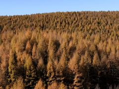 -塞罕坝国家级自然保护区