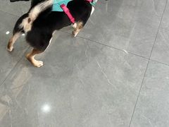 -贝利宠物医院·骨科·眼科·肿瘤转诊中心(南坪诊疗中心)