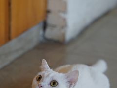 -猫咖时代(中山亭店)