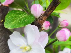 -海棠花溪(元大都城垣遗址公园)