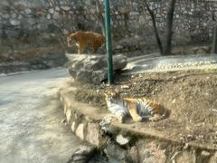 -栾川竹海野生动物园