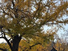 -千年银杏谷文化旅游区