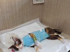 -北京观赏动物医院·24小时大型综合·猫专科·异宠专科