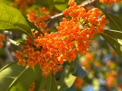 -重庆医科大学附属第一医院(金山院区)