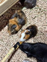 点击看大图 -Zoolung Zoolung动物主题公园(海信广场店)