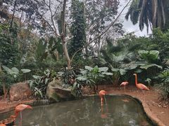 -海南热带野生动植物园