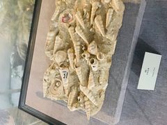 -烟台自然博物馆