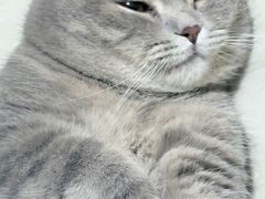 -爱佳宠物中心医院24H·CT·骨外科·猫专科(瑶海万达店)