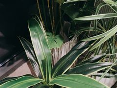 -椰小鸡·琼州糟粕醋·火锅(美兰缤纷城店)