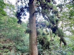 -天目山大树王景区