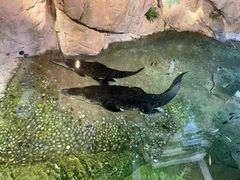 -迪拜水族馆及水下动物园