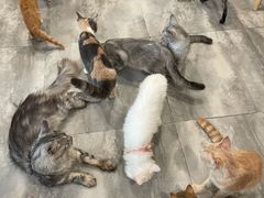 -楼上猫咖(罗湖店)