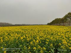 -庄行菜花景区