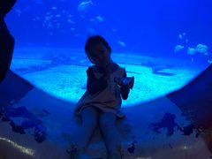 -烟台海昌鲸鲨海洋公园